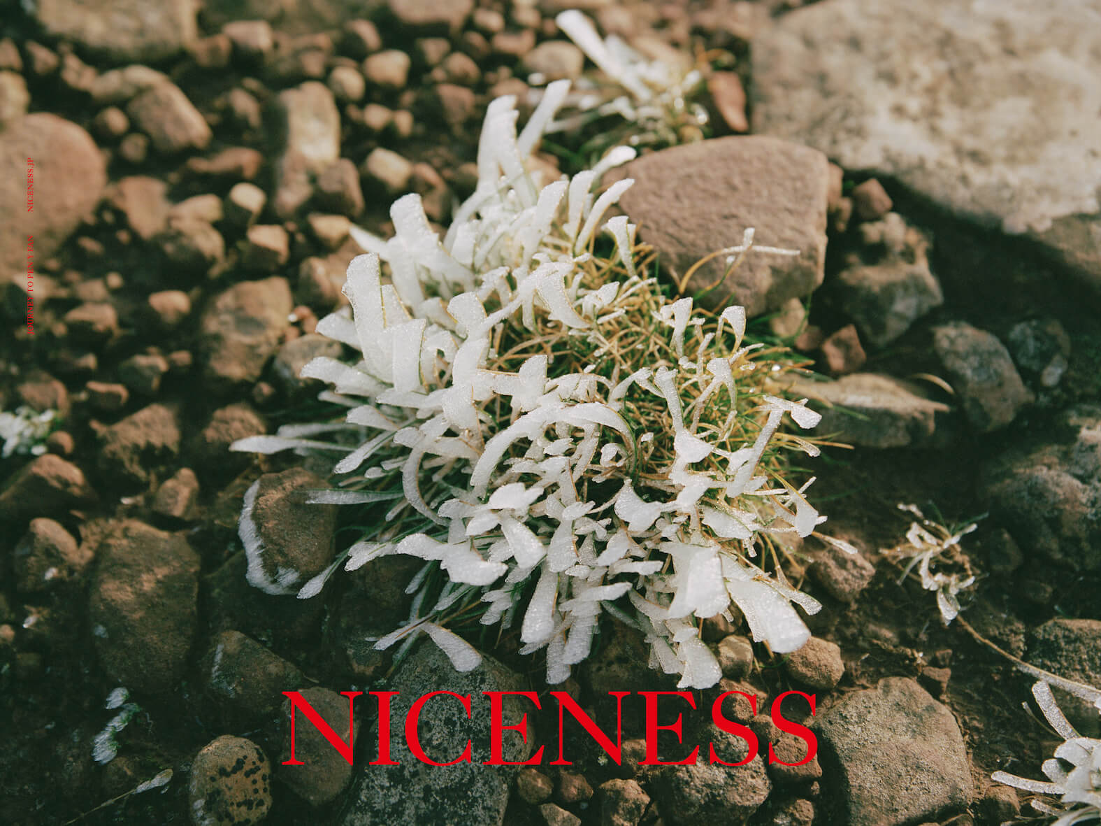 NICENESS 22S/S INFORMAITION – RASSEMBLE